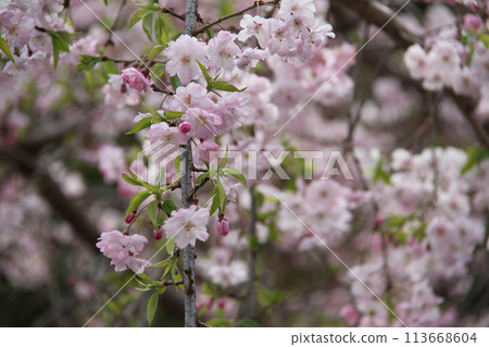 Spring in Naniwa: Cherry blossoms in full bloom at Sakuranomiya in Osaka 113668604