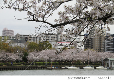Spring in Naniwa: Cherry blossoms in full bloom at Sakuranomiya in Osaka 113668618