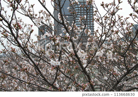 Spring in Naniwa: Cherry blossoms in full bloom at Sakuranomiya in Osaka Spring in Naniwa: Cherry blossoms in full bloom at Sakuranomiya in Osaka 113668630