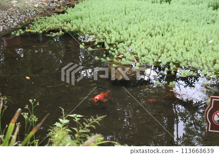 池塘景觀,大金魚張開嘴,綠色水生植物 池塘景觀,大金魚張開嘴,綠色水生植物 113668639