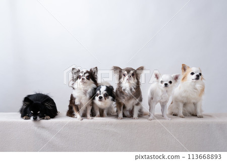 Six Chihuahuas 113668893