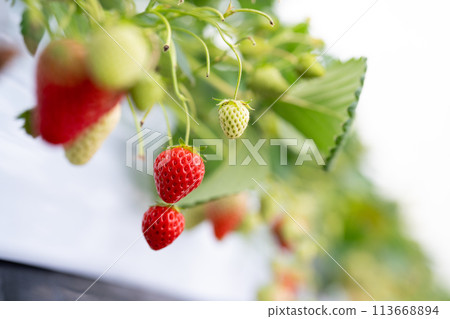 Vinyl greenhouse for growing strawberries 113668894