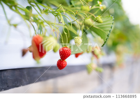 Vinyl greenhouse for growing strawberries Vinyl greenhouse for growing strawberries 113668895