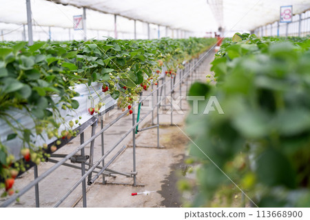 用於種植草莓的乙烯基溫室 113668900