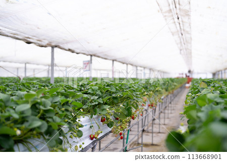用於種植草莓的乙烯基溫室 113668901
