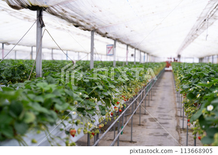 用於種植草莓的乙烯基溫室 113668905