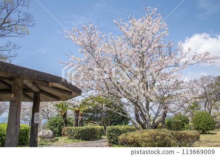 神奈川縣逗子市大崎公園櫻花 春天 113669009