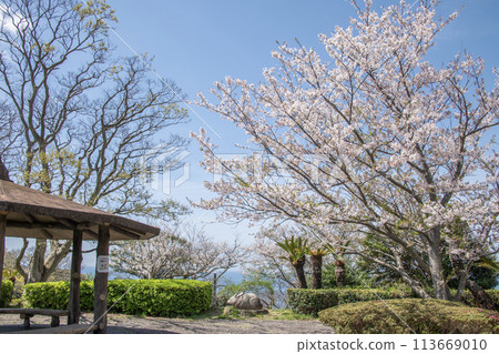 神奈川縣逗子市大崎公園櫻花 春天 神奈川縣逗子市大崎公園櫻花 春天 113669010