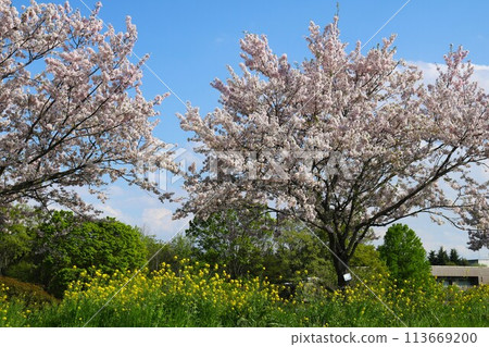 Beautiful cherry blossoms blooming on the bank, pleasant blue sky, Omoigawa River scenery Beautiful cherry blossoms blooming on the bank, pleasant blue sky, Omoigawa River scenery 113669200