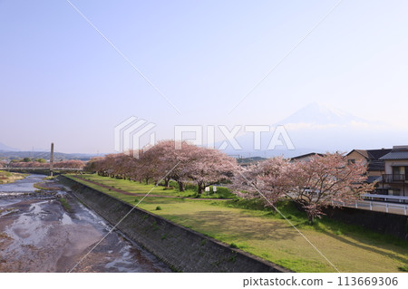 十二川沿岸的櫻花樹和霞富士的春天景色 113669306