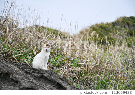 Wild cat living on the coast Wild cat living on the coast 113669428