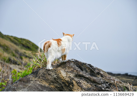 Wild cat living on the coast Wild cat living on the coast 113669429