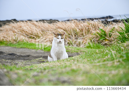 住在海岸的野貓 113669434