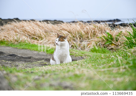 住在海岸的野貓 113669435