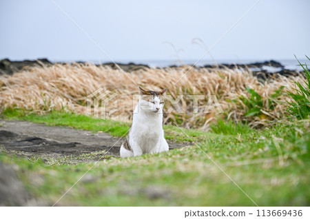 Wild cat living on the coast Wild cat living on the coast 113669436