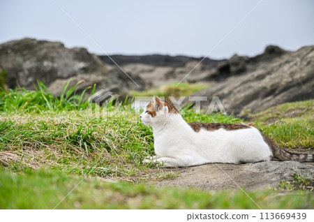 Wild cat living on the coast Wild cat living on the coast 113669439