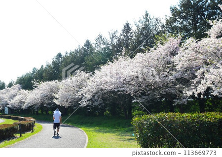 A stroll along the rows of cherry blossom trees in full bloom on a calm spring day 113669773