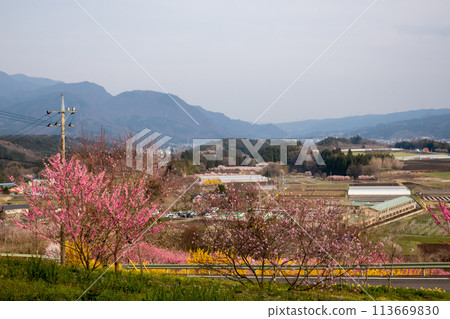 Spring Nakanojo Gardens Hanamomo no Oka Spring Nakanojo Gardens Hanamomo no Oka 113669830