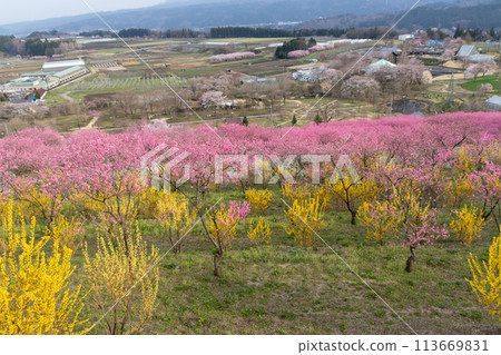 Spring Nakanojo Gardens Hanamomo no Oka Spring Nakanojo Gardens Hanamomo no Oka 113669831