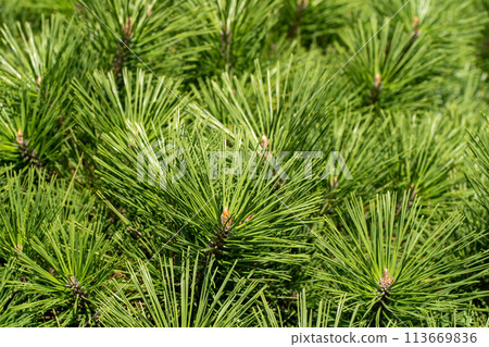 綠松針特寫 綠松針特寫 113669836