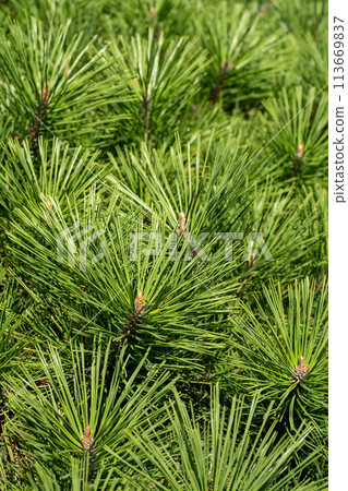 綠松針特寫 113669837