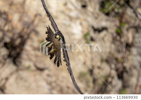 A young Peregrine Falcon circling leisurely in search of prey, with a cliff in the background 113669930