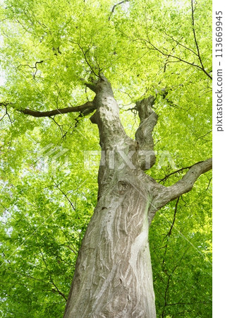 Spring buds of deciduous tall tree, carpinus arborescens, new greenery 113669945