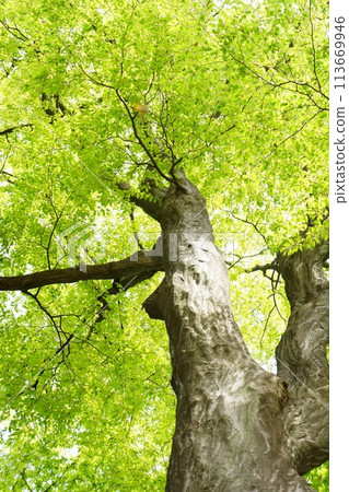 Spring buds of deciduous tall tree, carpinus arborescens, new greenery Spring buds of deciduous tall tree, carpinus arborescens, new greenery 113669946