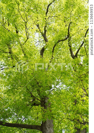 落葉樹角樹的春芽，新鮮的綠葉 113669953