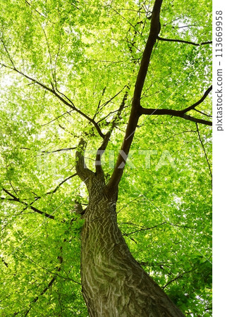 Spring buds of deciduous tall tree, carpinus arborescens, new greenery 113669958
