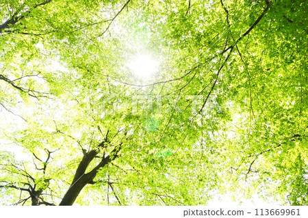 Spring buds of deciduous tall tree, carpinus arborescens, new greenery 113669961