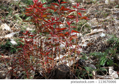 Flycatcher sprouting from the stump (sprout renewal) Flycatcher sprouting from the stump (sprout renewal) 113670066