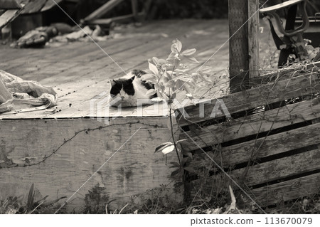 Stray cat relaxing on an old deck 113670079