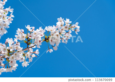 Pale pink Yoshino cherry blossoms against the blue sky Pale pink Yoshino cherry blossoms against the blue sky 113670099