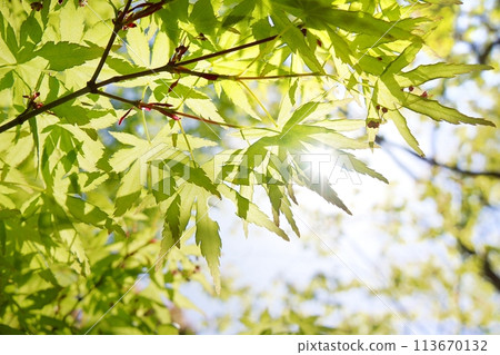 春天的新芽,新綠 春天的新芽,新綠 113670132