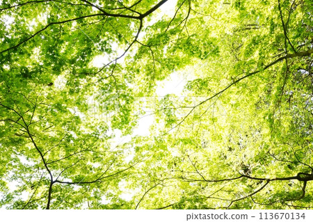 Spring buds and new greenery 113670134