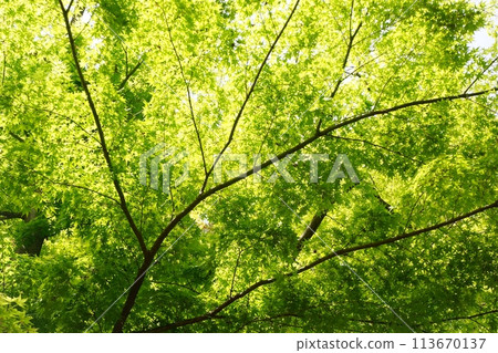 春天的新芽，新綠 113670137