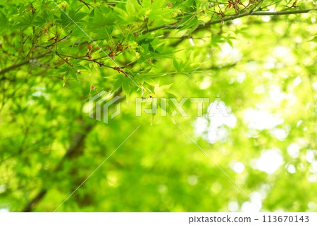 春天的新芽,新綠 春天的新芽,新綠 113670143