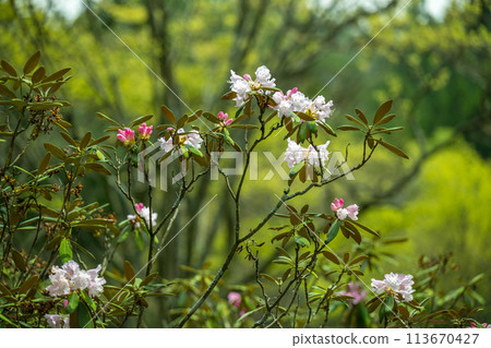 上江杜鵑園繁花盛開的景色 上江杜鵑園繁花盛開的景色 113670427