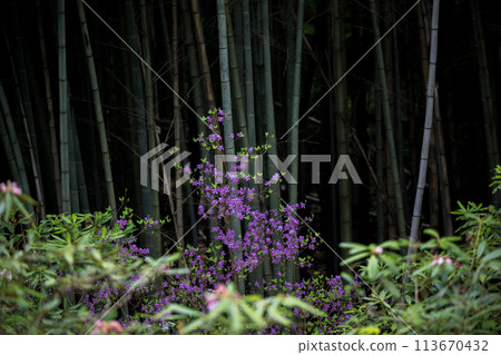 Scenery of flowers in full bloom at Kamitsue Rhododendron Garden 113670432
