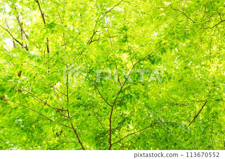 Spring buds and new greenery Spring buds and new greenery 113670552