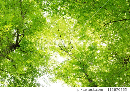 Spring buds and new greenery Spring buds and new greenery 113670565