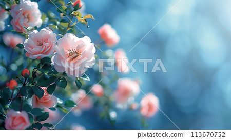 Closeup Pink roses blooming in the blurred blue background with soft focus AI generated Closeup Pink roses blooming in the blurred blue background with soft focus AI generated 113670752