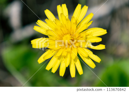 Yellow dandelion flower 113670842