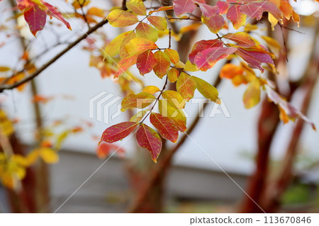 Colored crape myrtle leaves 113670846