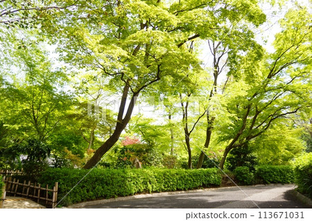 Vibrant park scenery with fresh greenery 113671031