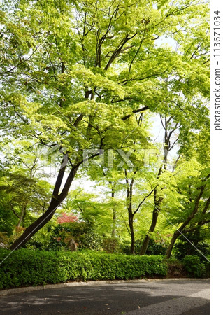 公園綠樹成蔭，景色生動 113671034