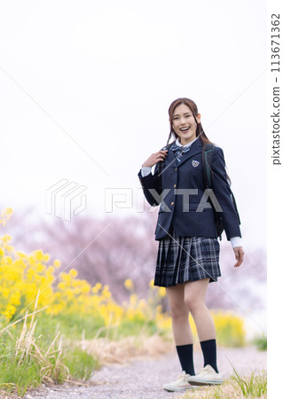 A high school girl goes to school with cherry blossoms in full bloom to welcome the new semester. A high school girl goes to school with cherry blossoms in full bloom to welcome the new semester. 113671362
