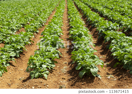 馬鈴薯田 113671415