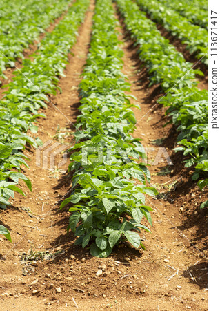 馬鈴薯田 113671417